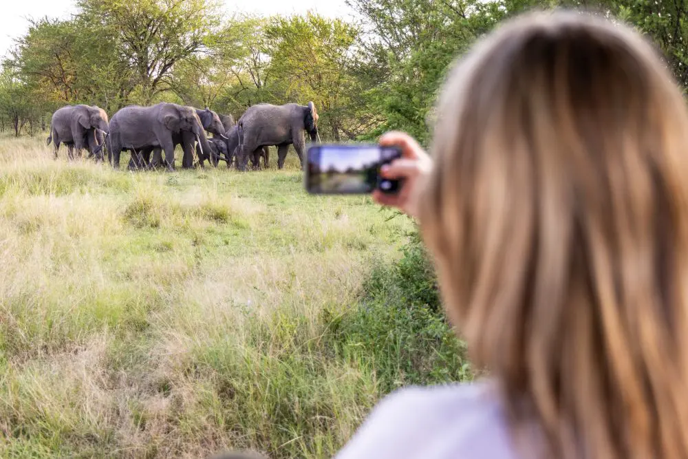 A female guest captures images of elephant on her mobile phone.
