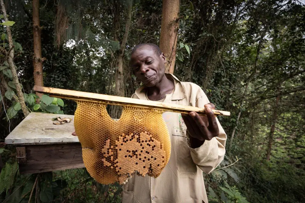 A member of the beekeeping project inspects fresh honeycomb