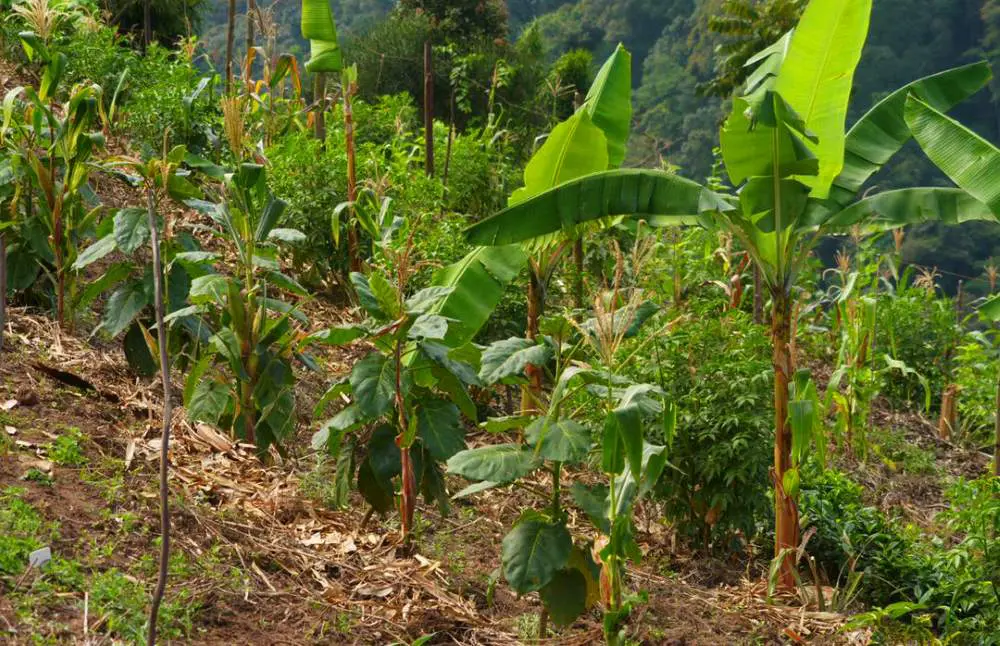 A variety of plant types beginning to take hold in the syntropic farm at Erebero Hills, Uganda.