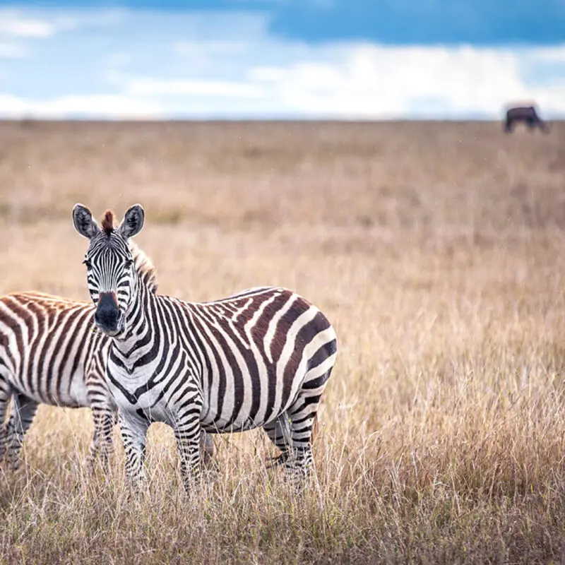Two zebras stand in the dry grasses of East Africa - Asilia Africa