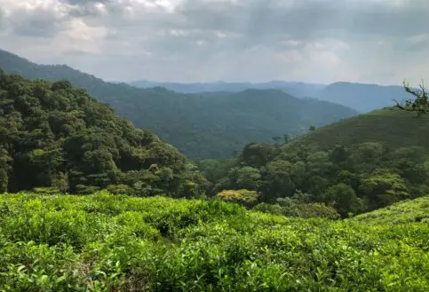 The view from Erebero Hills towards the Bwindi Forest, Uganda