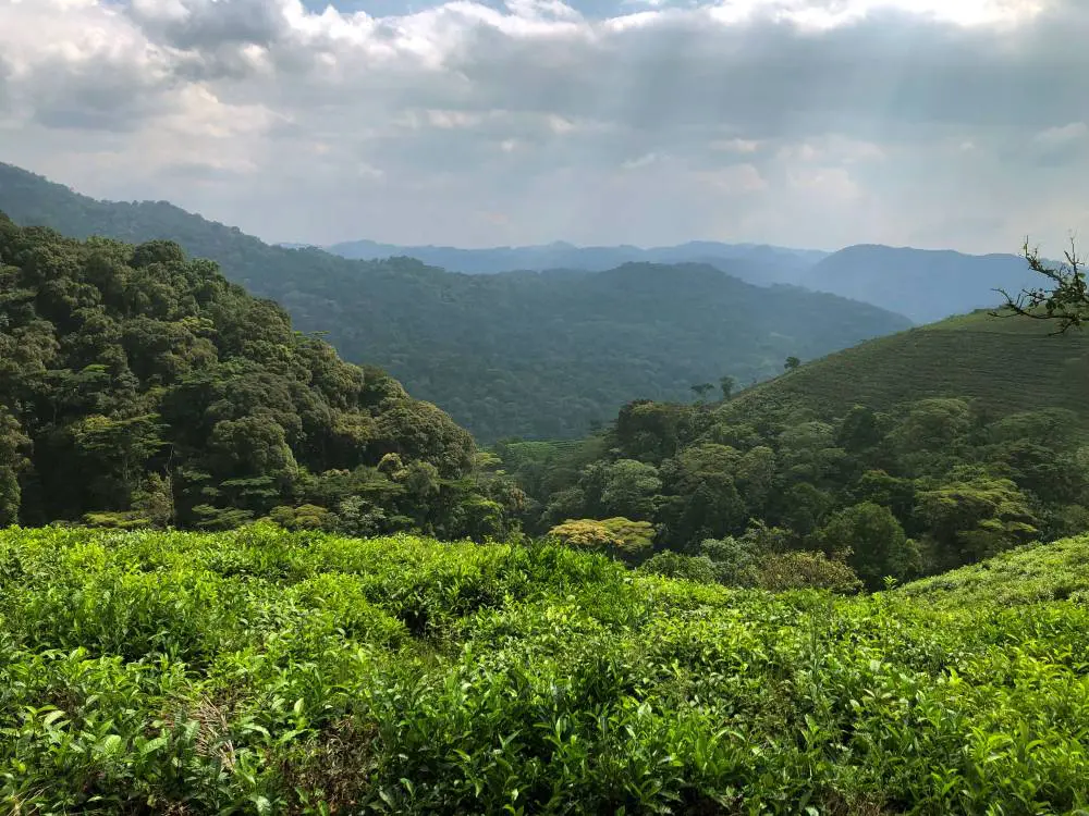 The view from Erebero Hills towards the Bwindi Forest, Uganda