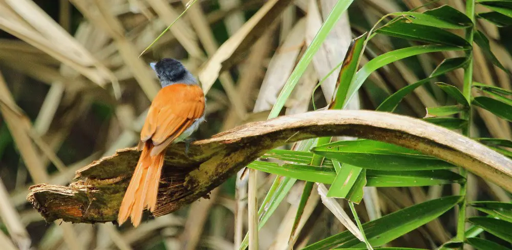 An African Paradise Flycatcher