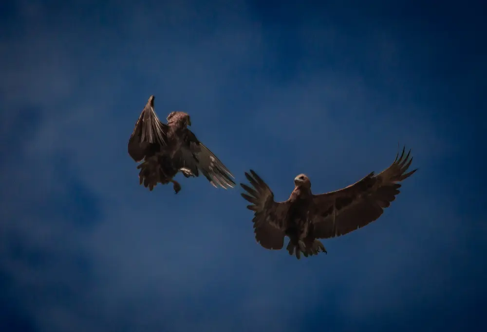 A pair of Bateleurs perform an aerial duel.