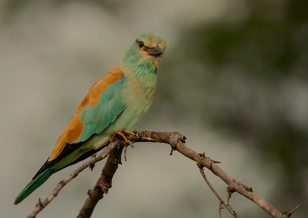 A European Roller