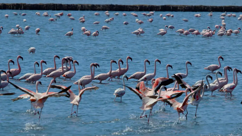 Flamingos gather in the shallow waters around the edges of a lake.