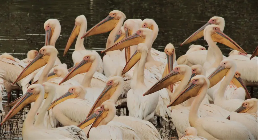 Great white pelicans