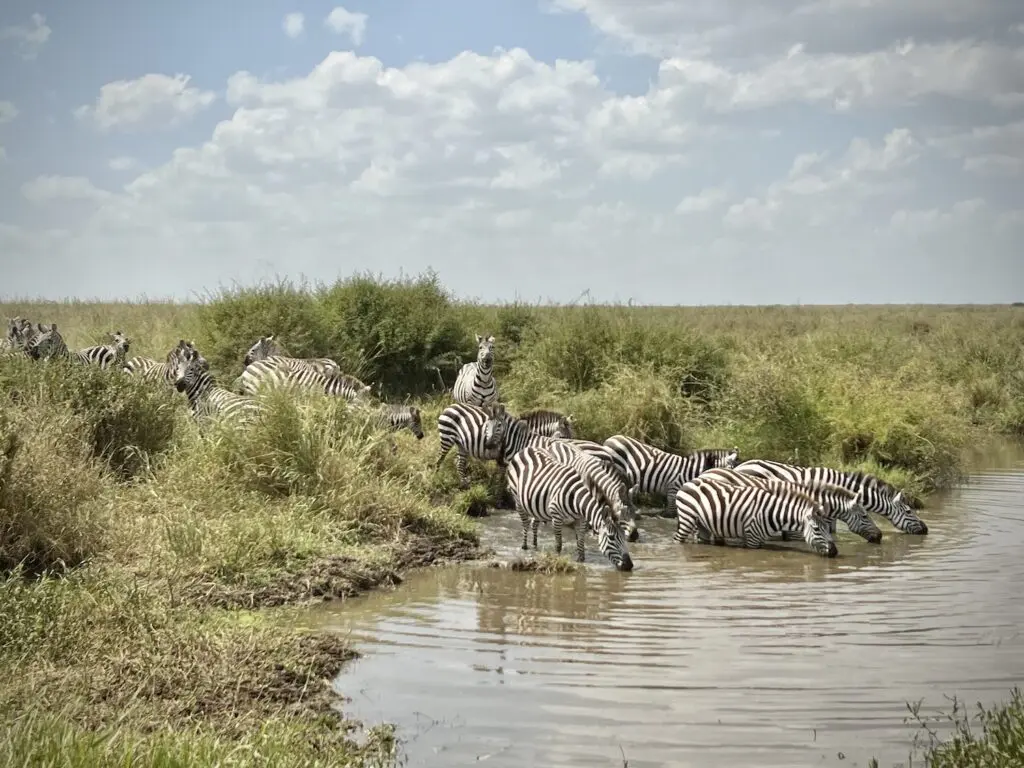 Zebras drink at the river in the Serengeti
