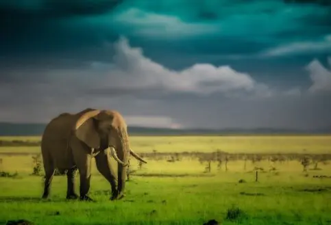 A lone elephant in the Mara Naboisho Conservancy, Kenya