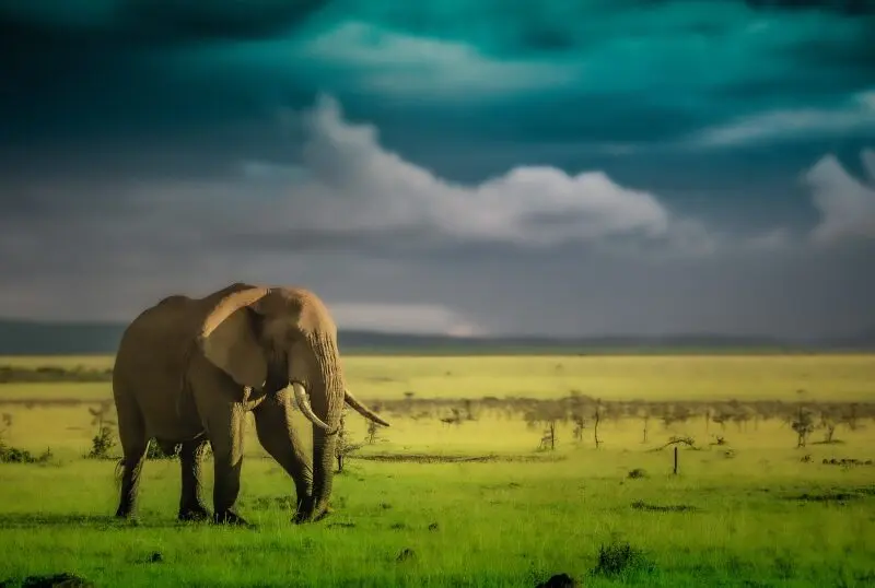 A lone elephant in the Mara Naboisho Conservancy, Kenya