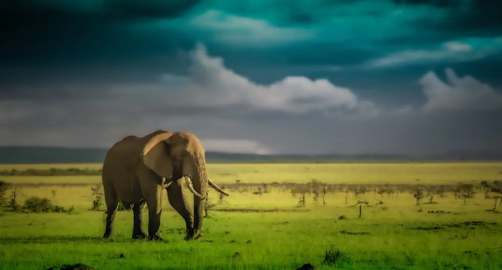 A lone elephant in the Mara Naboisho Conservancy, Kenya
