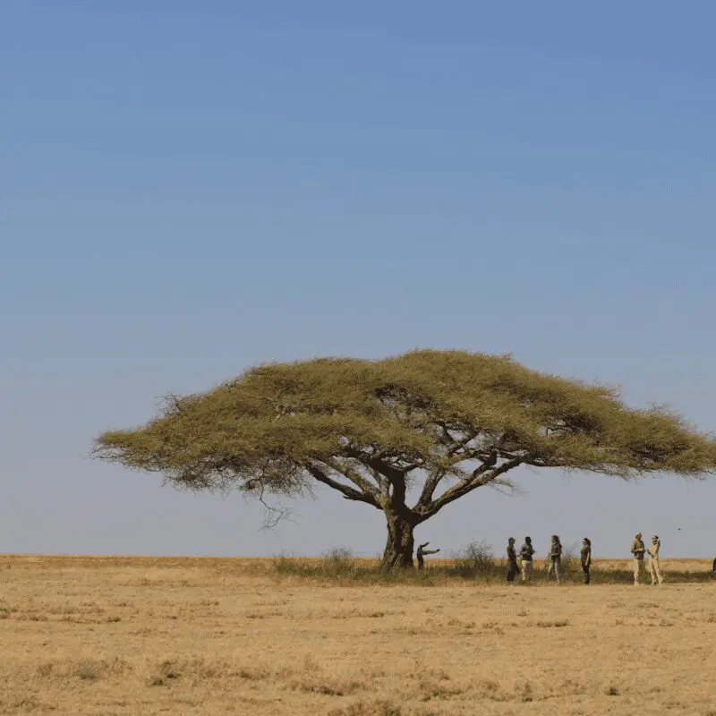 a group of people stood under a tree next to a safari vehicle in east africa