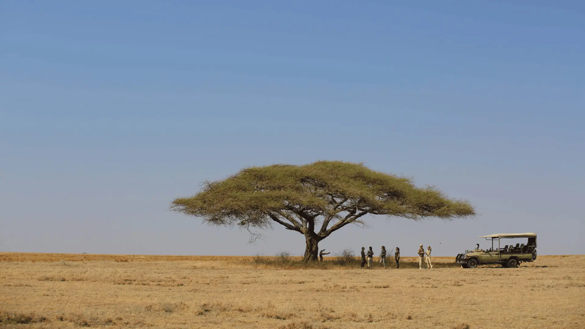 a group of people stood under a tree next to a safari vehicle in east africa