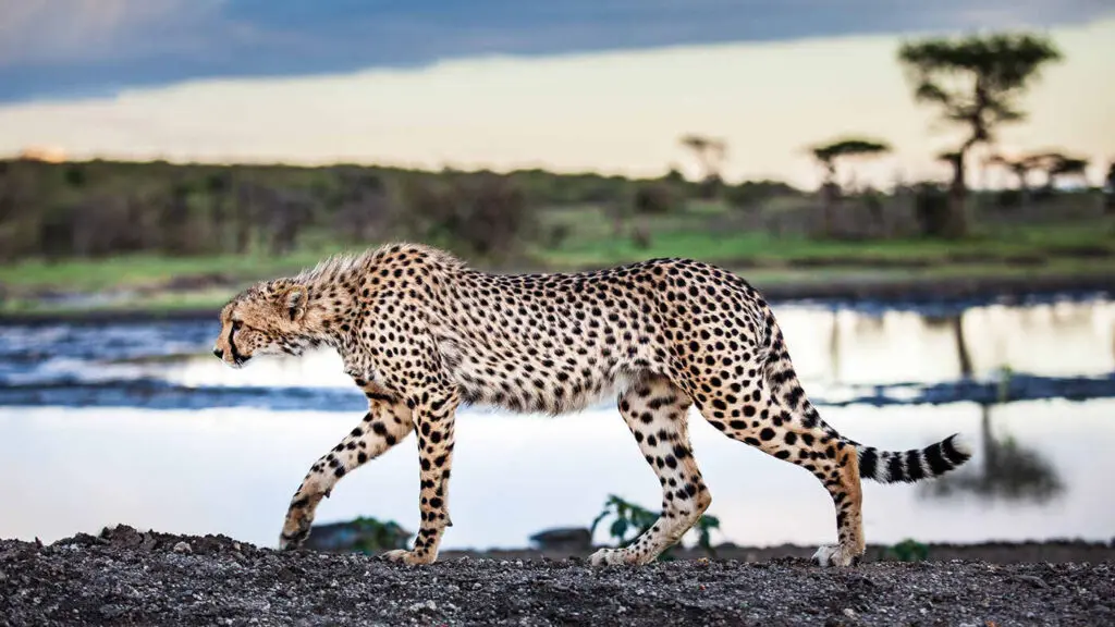 A cheetah walks along the banks of a lake