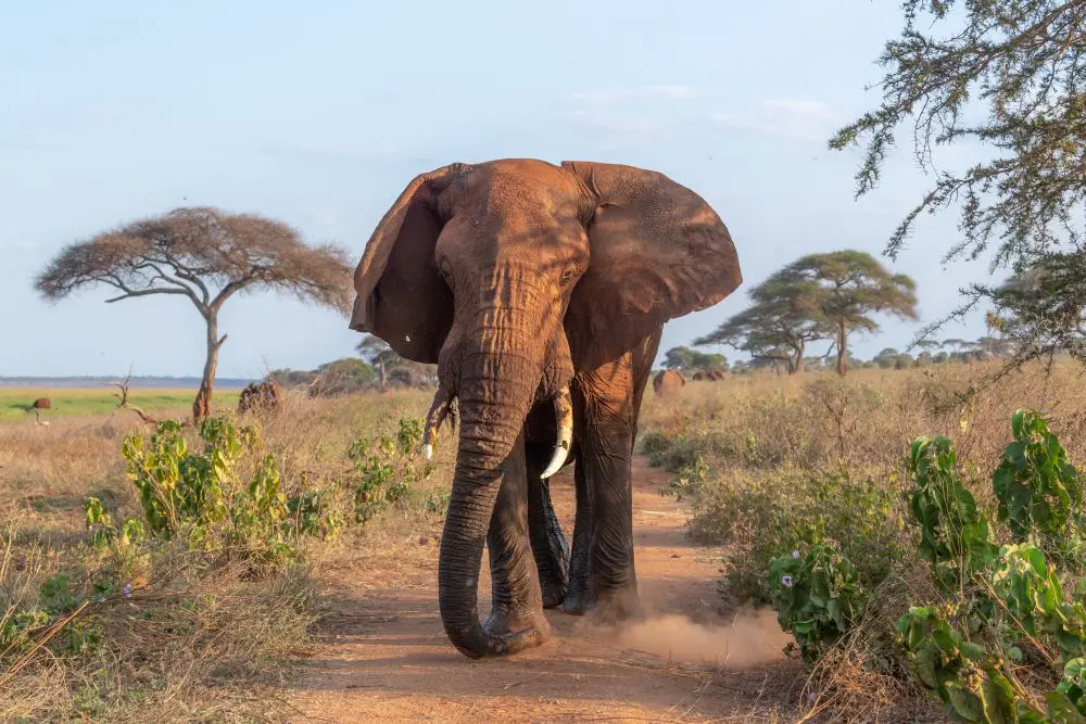 An African Bush Elephant in Tarangire National Park, Tanzania.