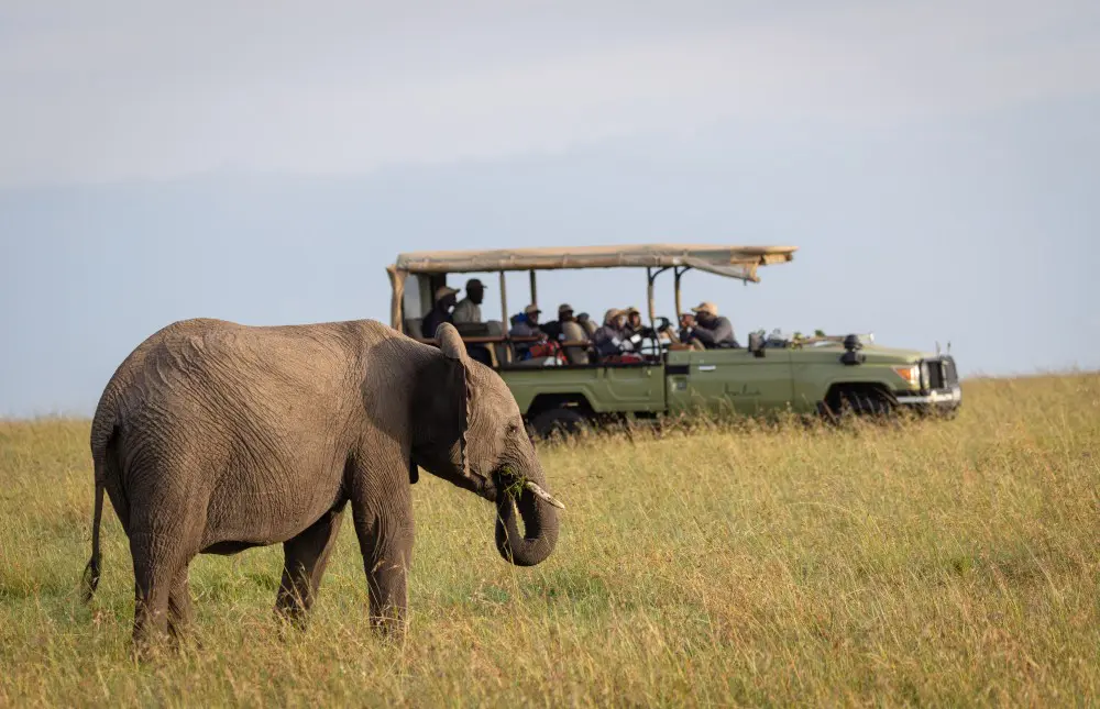An elephant grazing in the Mara Naboisho Conservancy, Kenya.