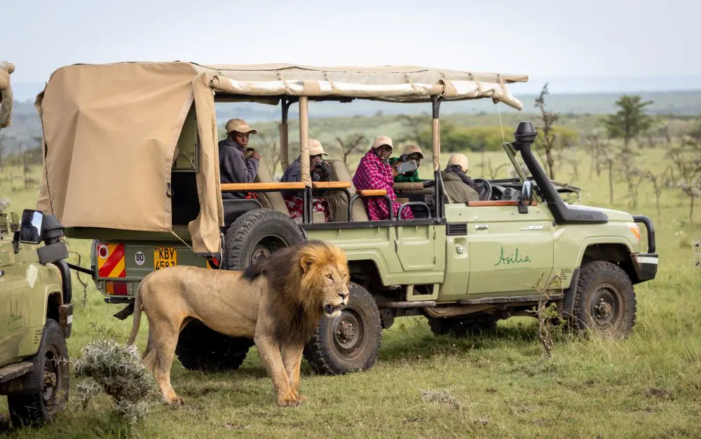 A male lion walks between the safari vehicles, Mara Naboisho Conservancy, Kenya.