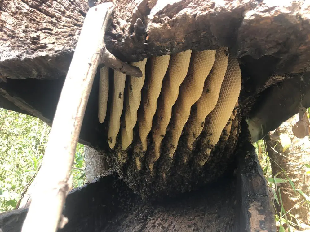 Honeycomb inside a tree trunk beehive, Bwindi, Uganda.