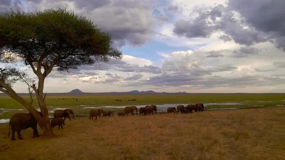 A herd of elephant at the Silale Swamp in Tarangire national Park, Tanzania.