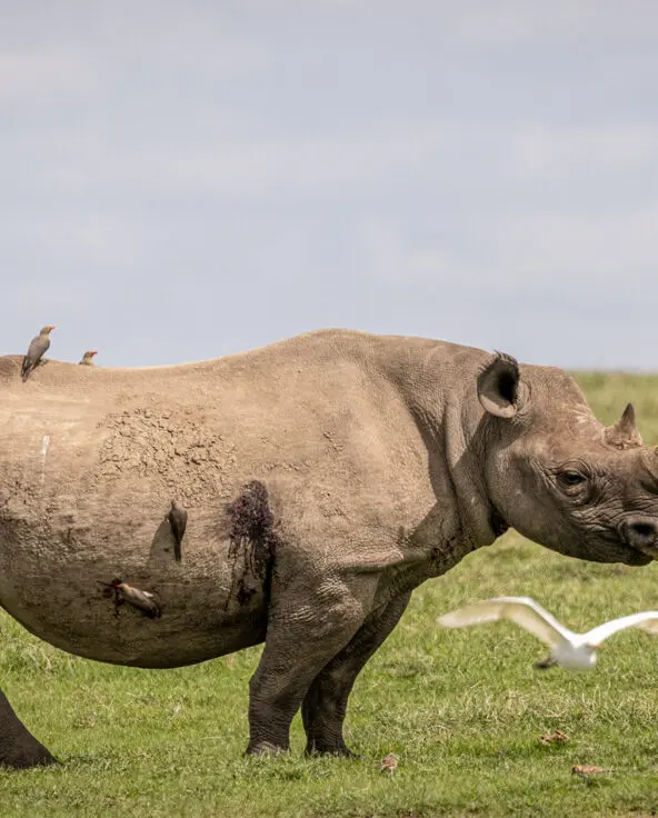 a single rhino stood on the plains in ol pejeta conservancy in kenya east africa - asilia africa