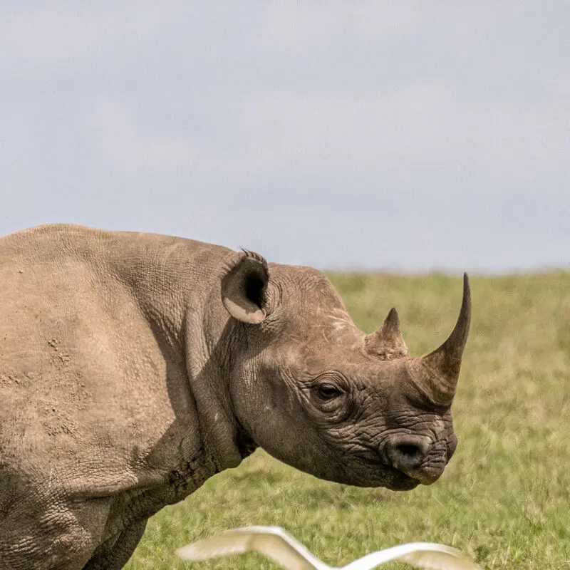 a single rhino stood on the plains in ol pejeta conservancy in kenya east africa - asilia africa