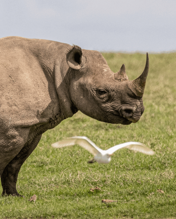 a single rhino stood on the plains in ol pejeta conservancy in kenya east africa - asilia africa