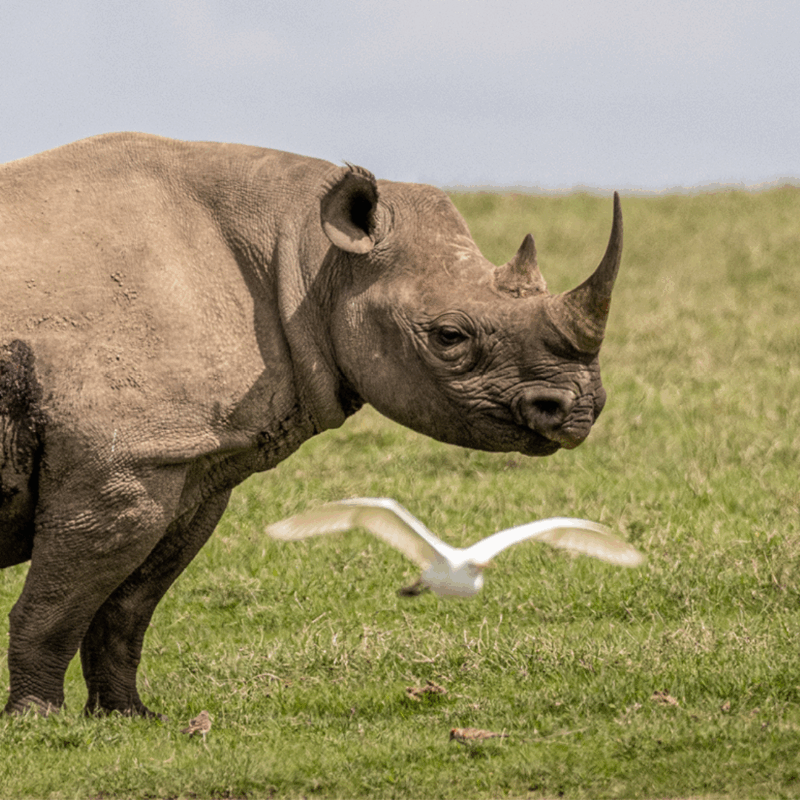 a single rhino stood on the plains in ol pejeta conservancy in kenya east africa - asilia africa