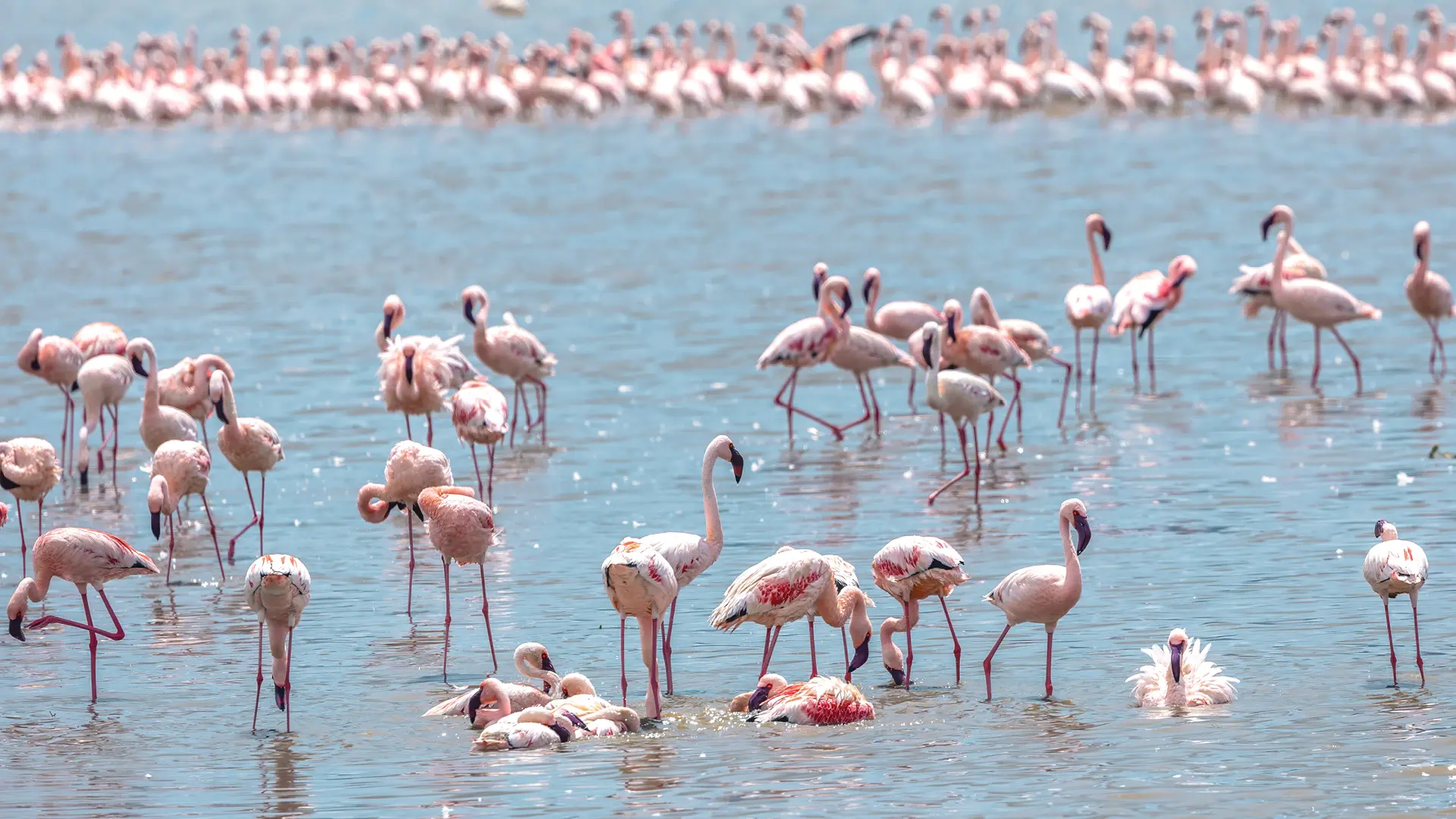 a flamboyance of flamingo stood in the water, ngoronogoro, tanzania, asilia africa