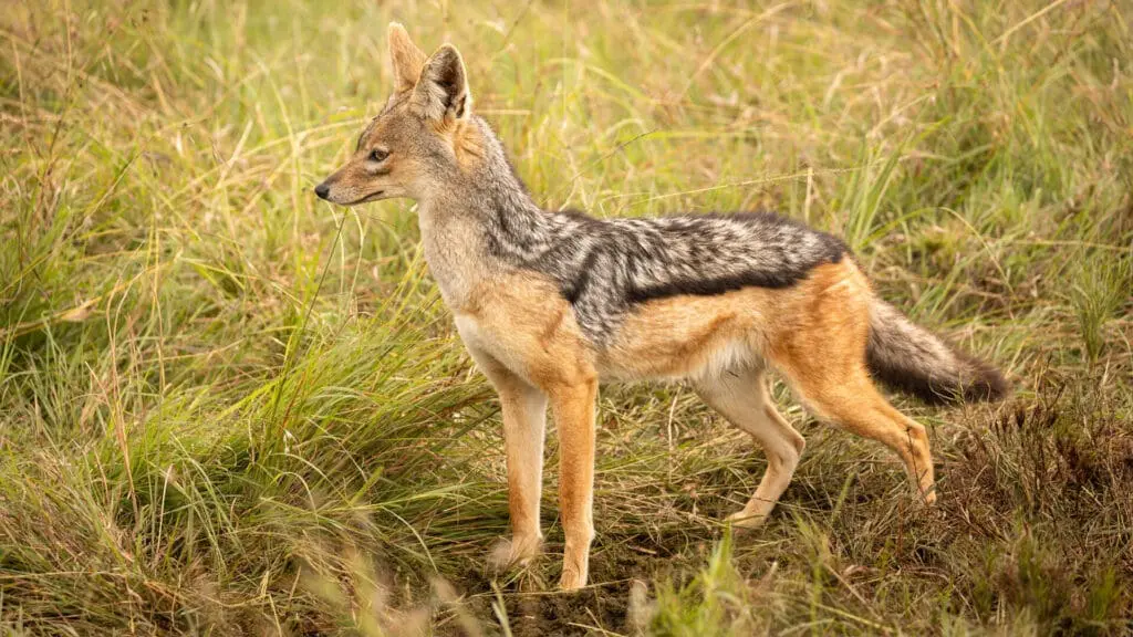 Black-backed jackal standing alert in the Mara Naboisho Conservancy