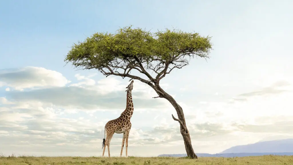 Giraffe standing under an acacia tree in Naboisho Conservancy