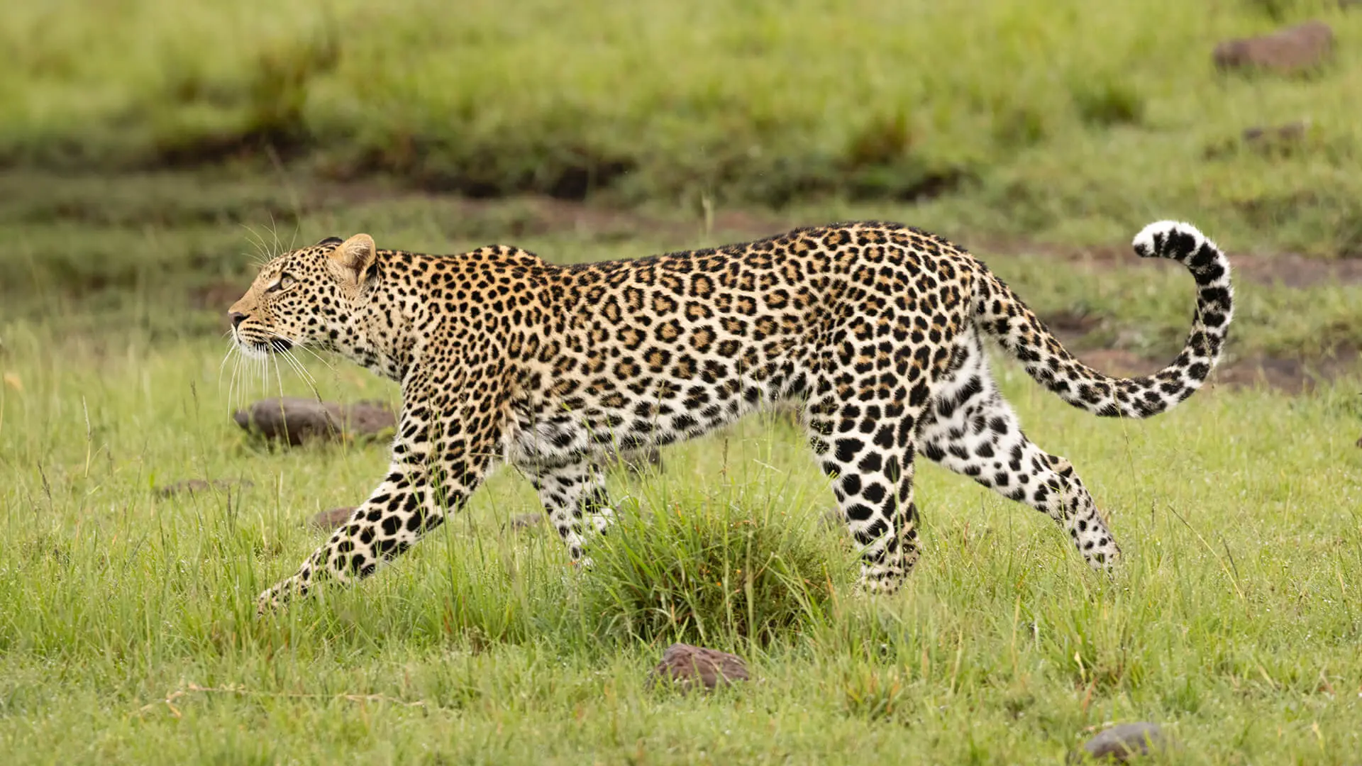 Leopard on the prowl in Naboisho Conservancy, Masai Mara