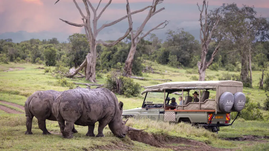 A pair of rhinos in the Ol Pejeta Conservancy with Asilia vehicle with guests watching nearby, bare trees and moody skies in the background