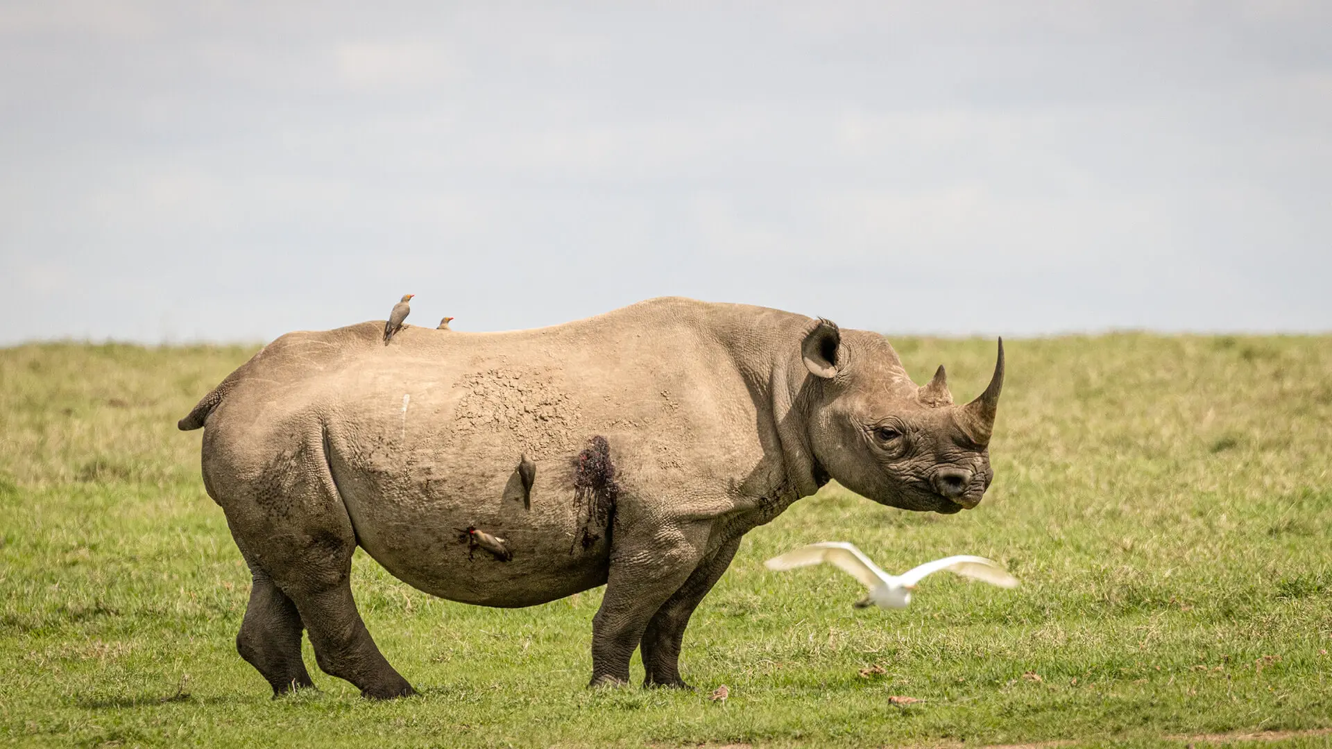 Rhino standing in the grass, bird flying by