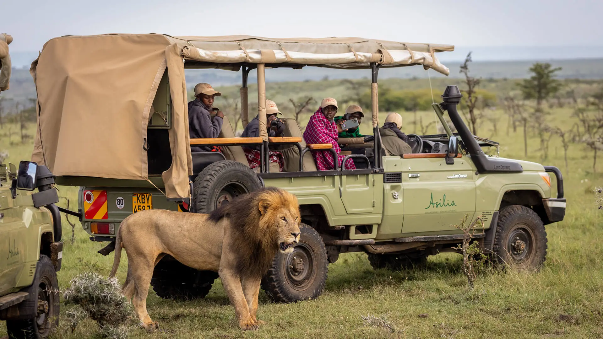lion near the Asilia vehicle while Twende Porini student watch from a safe distance in the vehicle