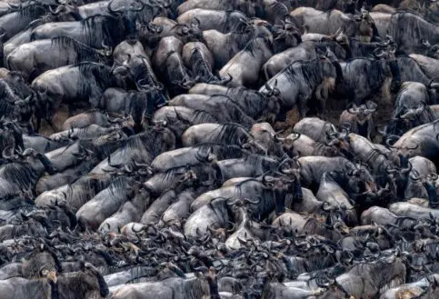 A mass of wildebeest struggle on the banks of the Mara River, northern Serengeti.