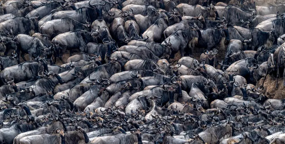 A mass of wildebeest struggle on the banks of the Mara River, northern Serengeti.