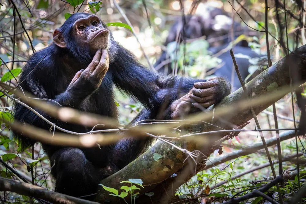 A chimpanzee on Rubondo Island, Tanzania.