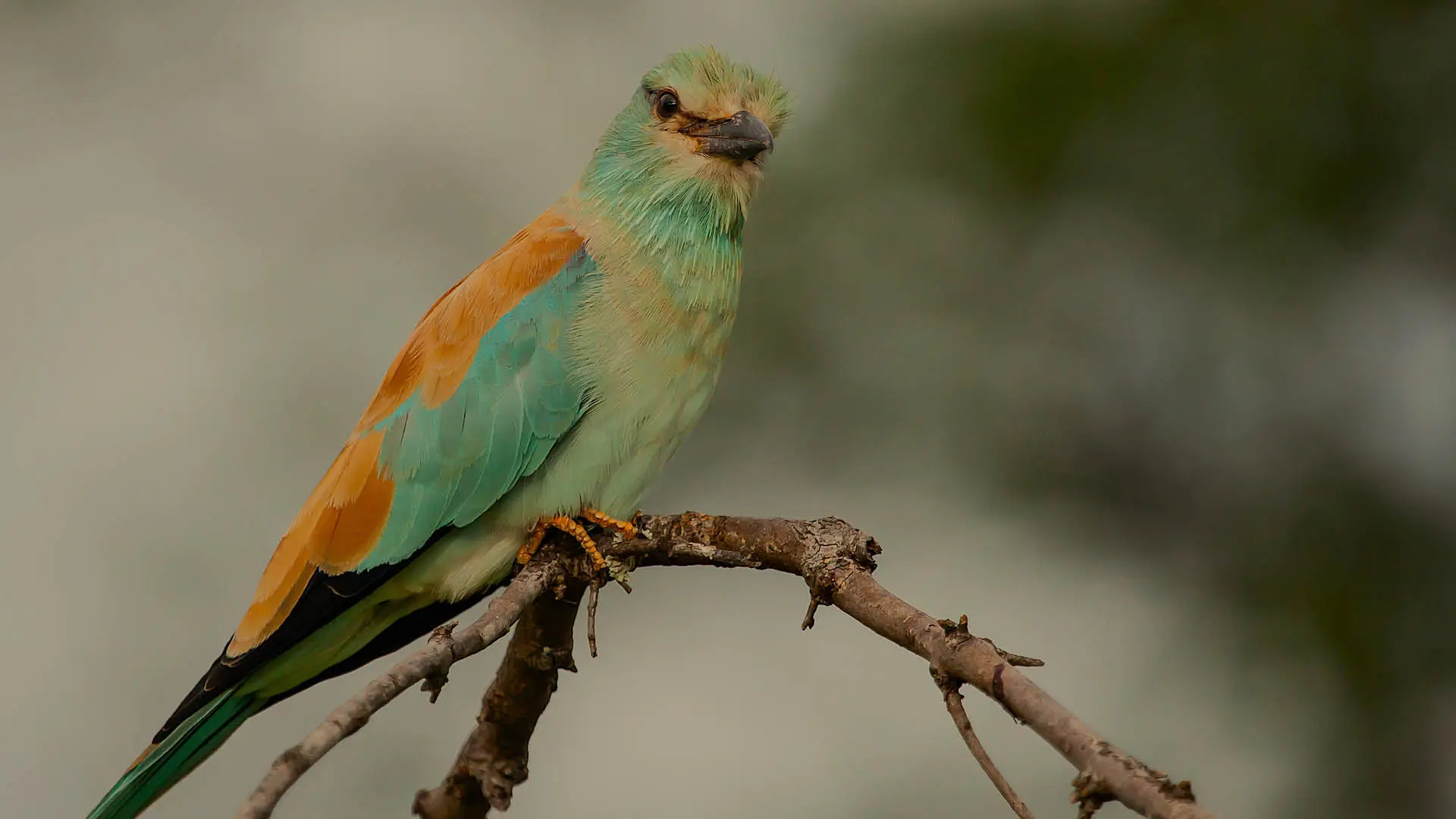 Bright blue European Roller perched on branch in savannah landscape