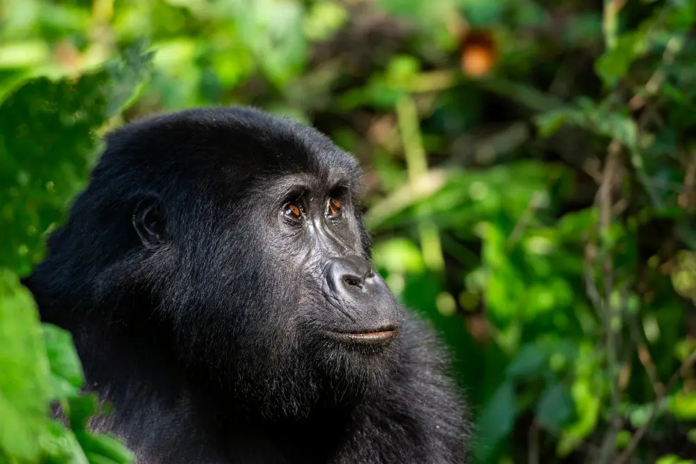 A gorilla resting in Bwindi Impenetrable Forest, Uganda.