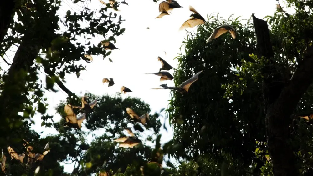 Bats fill the air as they take flight during the migration in Kasanka National Park, Zambia.