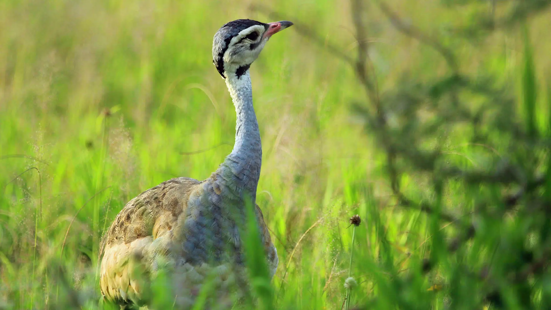 White-bellied Bustard standing in dry grass with alert posture