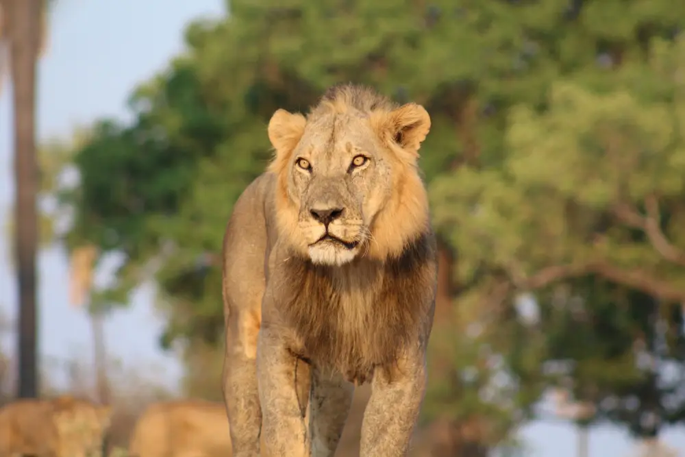 A male lion in the sun, Ruaha National Park