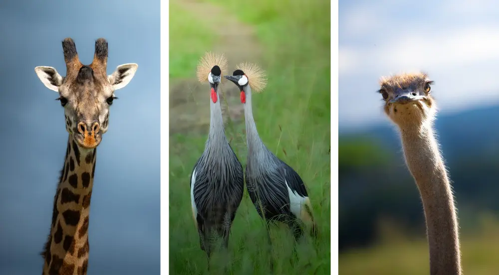 A collage of Tarangire wildlife, Tanzania