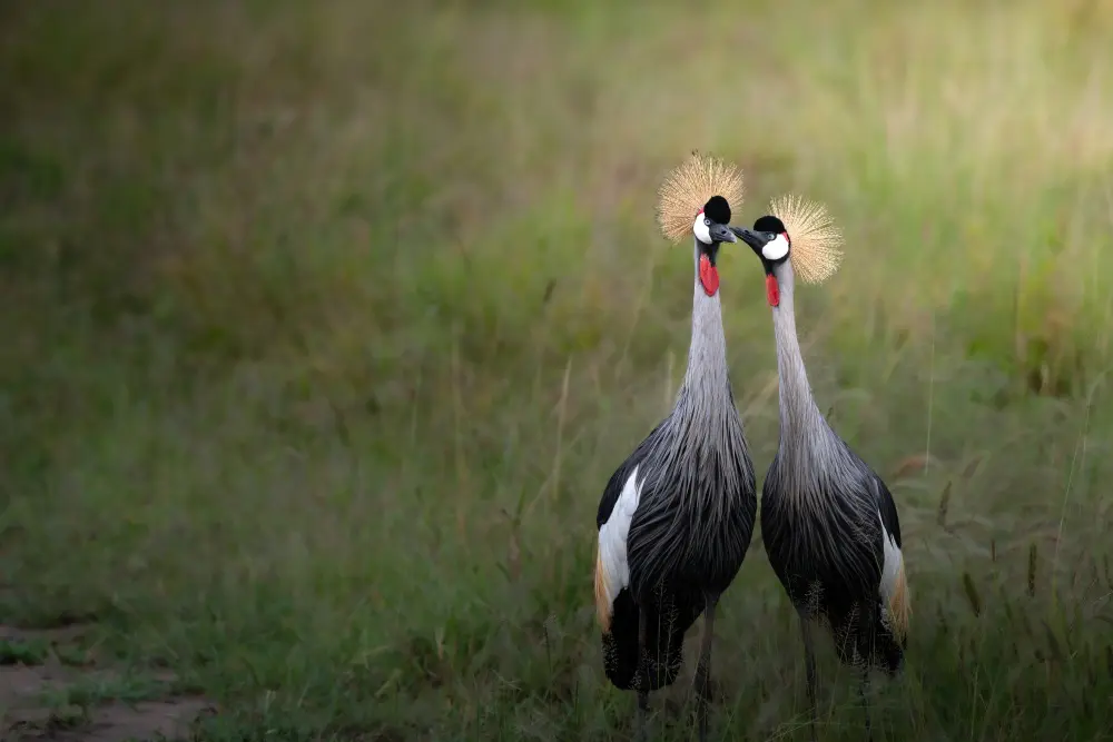 A pair of Crowned Cranes in Tarangire National Park, Tanzania