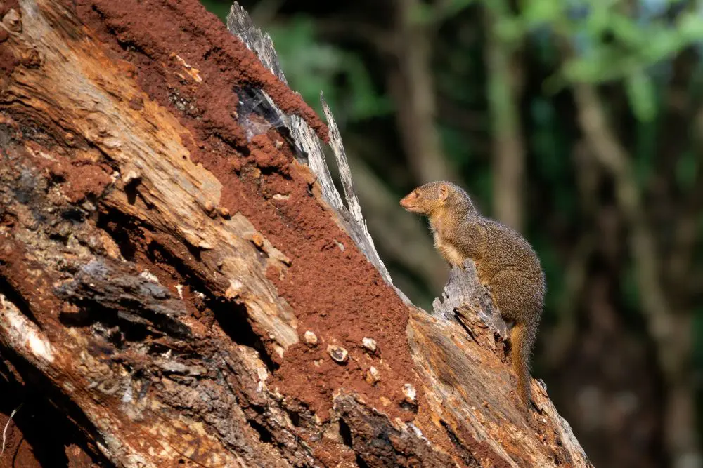 A dwarf mongoose in Tarangire National Park, Tanzania.