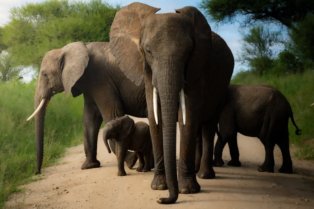 A herd of elephants blocking the road in Tarangire National Park