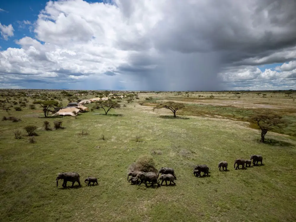 A family of elephants pass in front of Namiri Plains, Serengeti National Park.