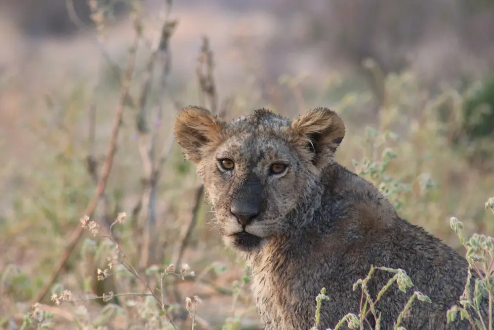 A muddy juvenile lion sits in the grass, Ruaha National Park