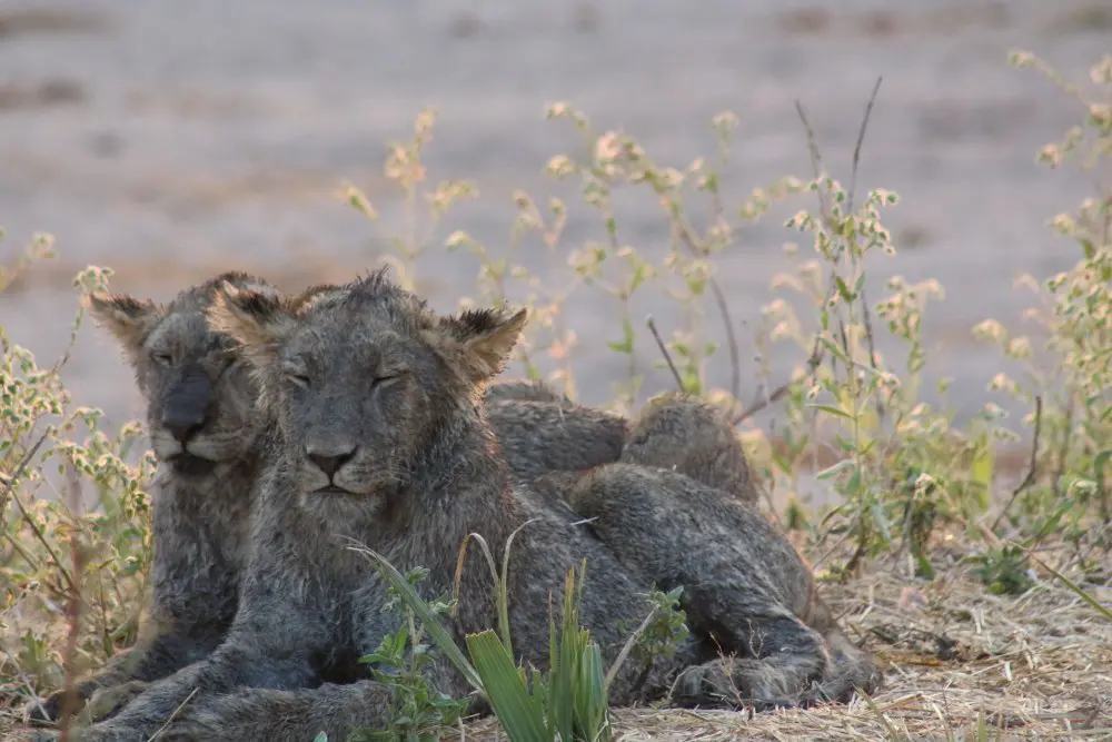 A pair of muddy juvenile lions in Ruaha National Park.