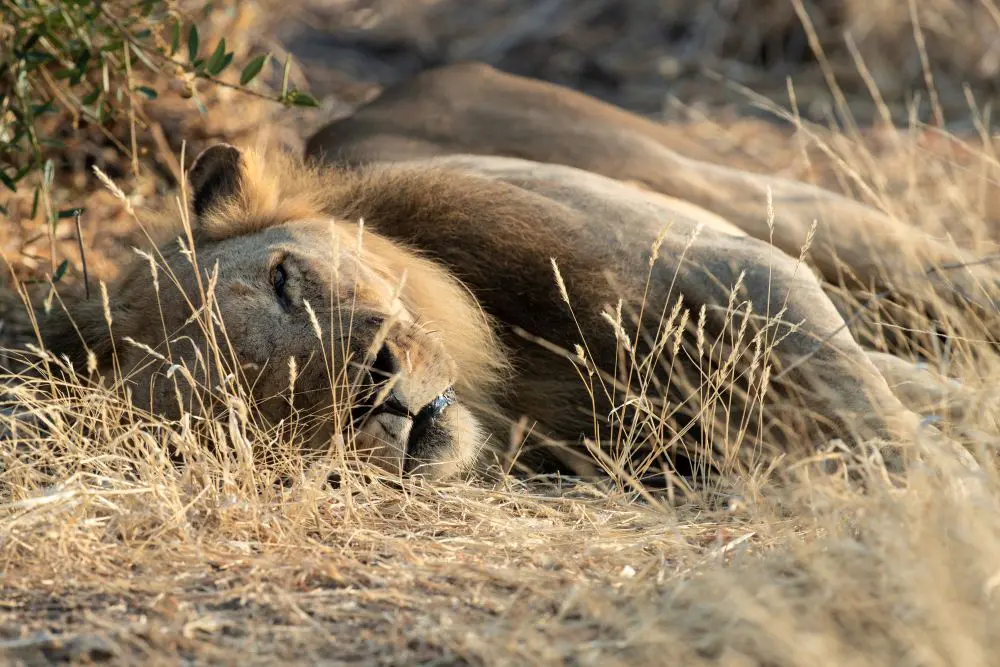 A male lion rests in the grass, Ruaha National Park